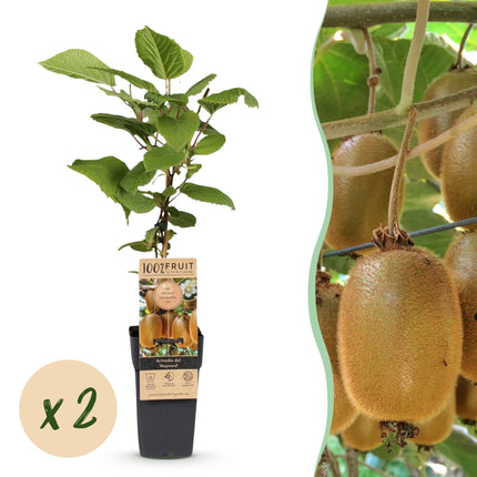 Acitinidia deliciosa Hayward - Kiwi plant - Female - Green Fruit - 2 Plants - Pot 15cm - Height 50cm