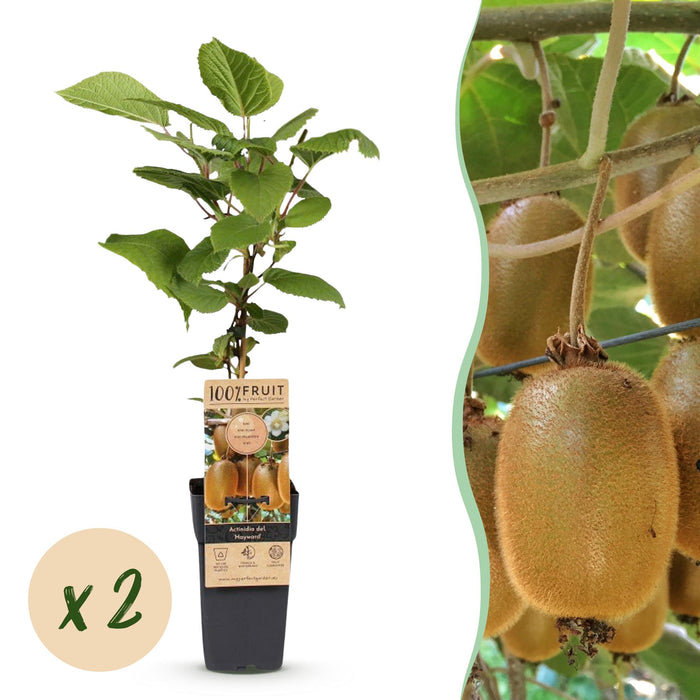 Acitinidia deliciosa Hayward - Kiwiplante - Hun - Grøn frugt - 2 planter - Potte 15 cm - Højde 50 cm