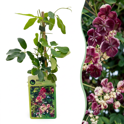 Akebia quinata - Vijfbladige akebia - Paars - Rood - Klimplant - Ø9cm - ↕35cm