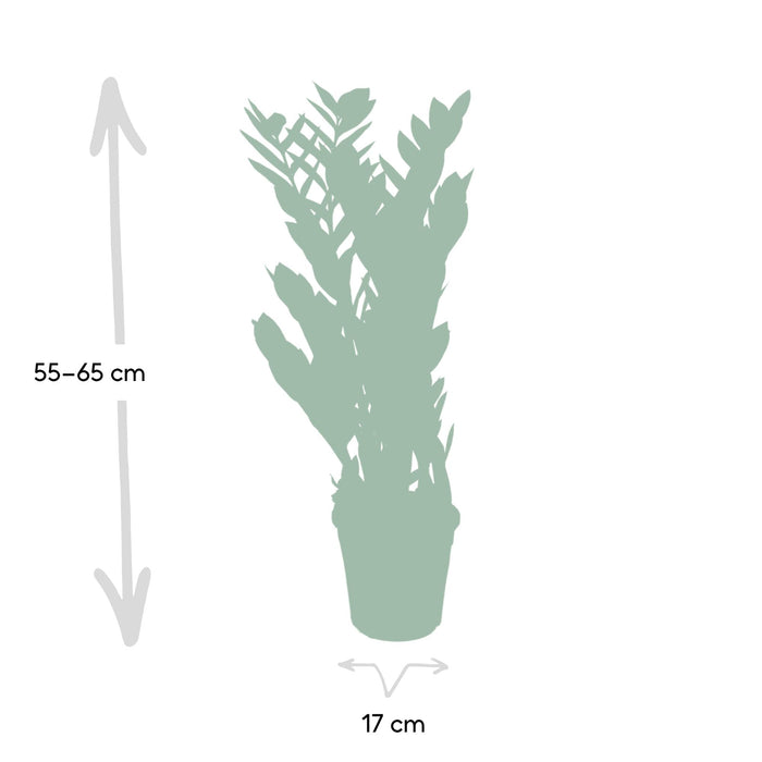Zamioculcas Zamiifolia - ZZ Plant - ↕70cm - Ø17cm