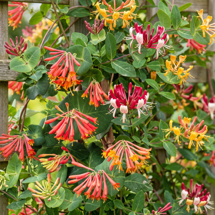 Lonicera Tricolour - Driekleurige kamperfoelie 9x - Rood - Paars - Oranje - Geel - Klimplant - Ø9cm - ↕35cm