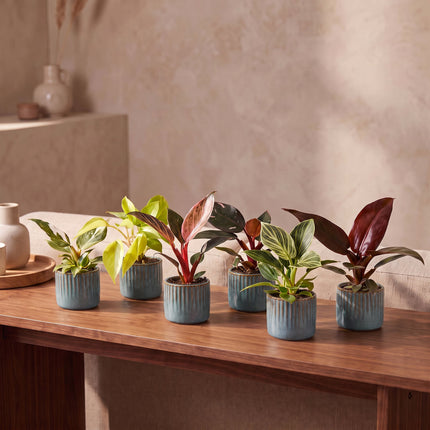 Baby Philodendron Family 6x - Wit - Roze - Geel - Groen - Rood - Tropisch - incl. Linnea Misty Blue - Ø6cm - ↕10-15cm