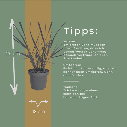 Panicum virgatum ‘Rotstrahlbusch’ – Vingergras - Ø12cm - 3x