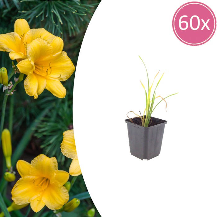 60x Hemerocallis 'Stella de Oro' - ↕10-25cm - Ø9cm