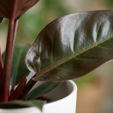 Philodendron Imperial Red - met witte pot - ↕60cm - Ø19cm