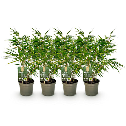 Bamboe Niet Woekerend - Fargesia rufa - ↕60cm - Ø17cm - 4x