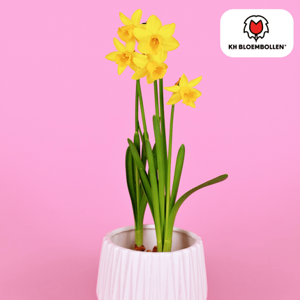 Daffodil Tête à Tête 25 pieces