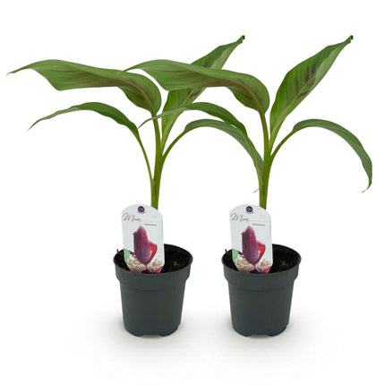 Pianta di banano - Musa sikkemensis Red Tiger - ↕30cm - Ø12cm - 2x
