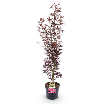 Acer palmatum Atropurpureum - Japanse Esdoorn - Paars - ↕90cm - Ø26cm