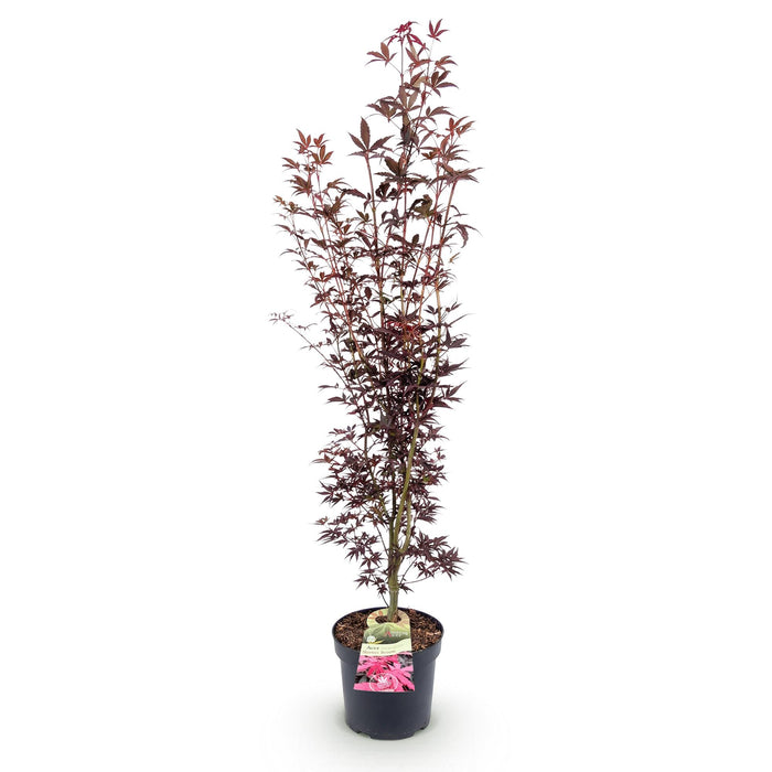 Acer palmatum Atropurpureum - Japanse Esdoorn - Paars - ↕90cm - Ø26cm