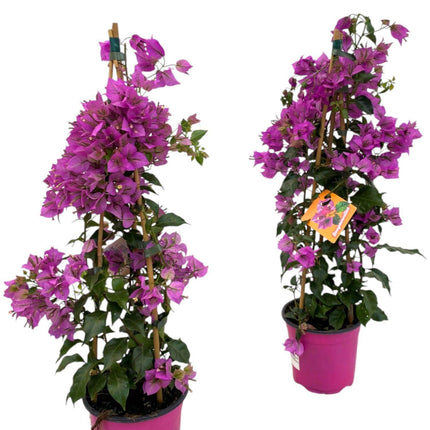Bougainvillée Sanderiana Pyramide - 1x - ↕70cm - Ø17cm