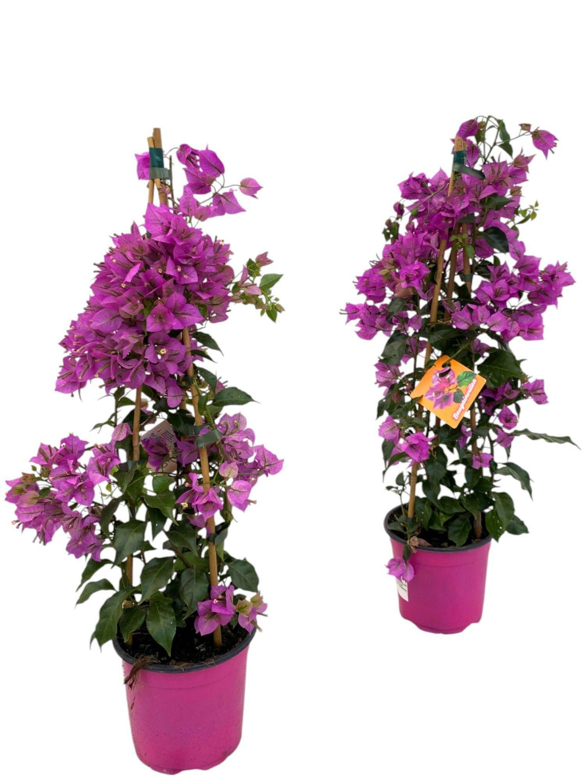 Bougainvillea Sanderiana Pyramide - 1x - ↕70cm