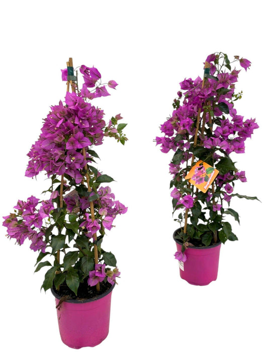 Bougainvillea Sanderiana Piramide - 1x - ↕70cm - Ø17cm