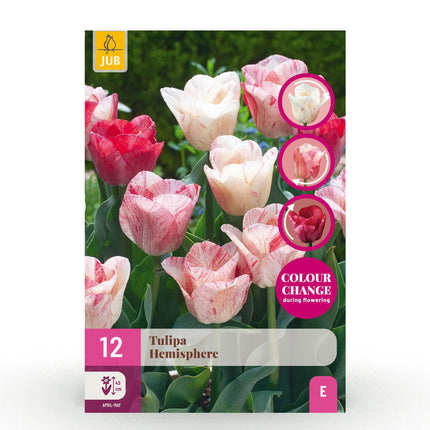 Bulbes de tulipes hémisphériques assortis - 12 bulbes - Calibre 11/12 - Paquet XXL