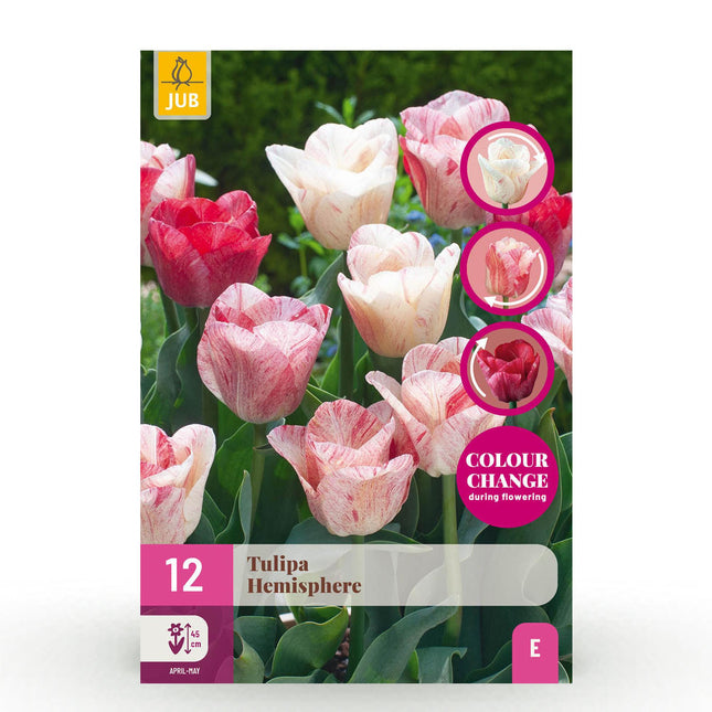 Bulbi da fiore - Mix di tulipani a emisfero - Vari colori - 12 pezzi - Misura bulbo 11/12 - Confezione XXL