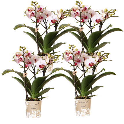 Kolibri Orchids | Combi Deal - 4 Witte Phalaenopsis Orchideeën Mineral Gibraltar - Ø9 cm