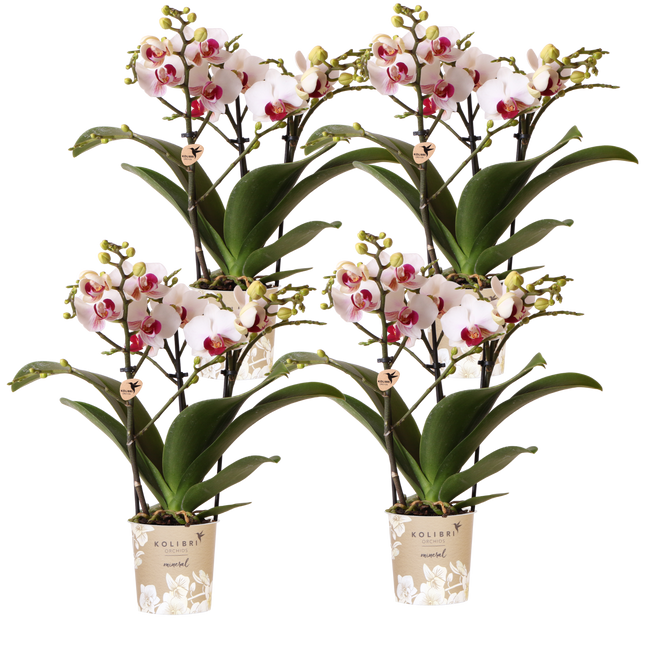 Kolibri Orchids | Combi Deal - 4 Witte Phalaenopsis Orchideeën Mineral Gibraltar - Ø9 cm