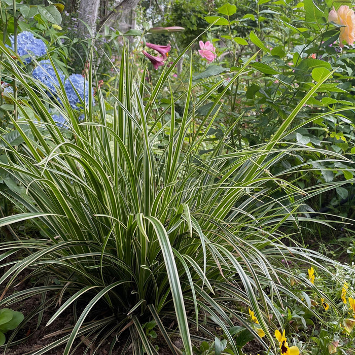 Siergrassen - Carex morrowii Ice Dance  - Wit & Groen - 4 Planten - Bladhoudend - Weinig Onderhoud - Pot 17cm Hoogte 50cm