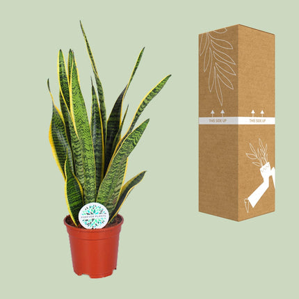 Sansevieria Trifasciata Laurentii - Snake Plant - ↕60cm - Ø17cm