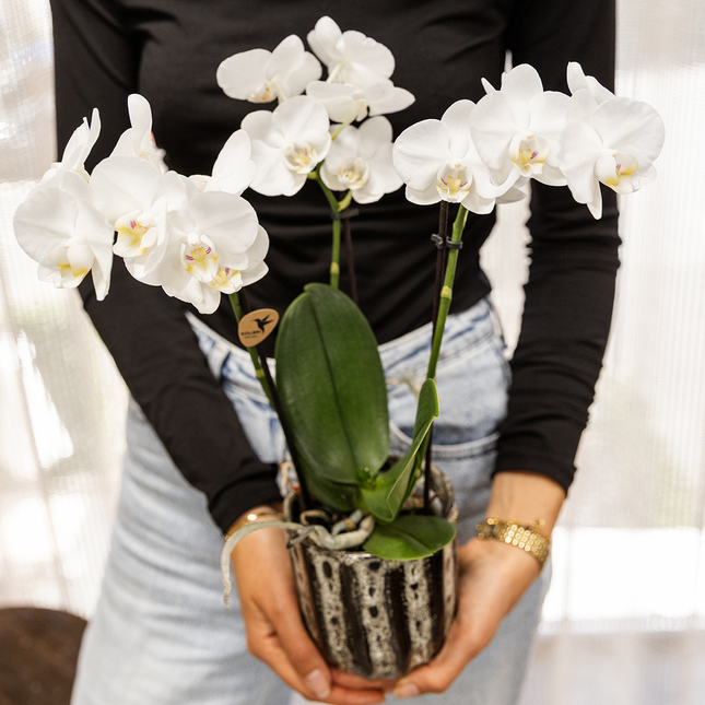 Kolibri Orchids | Witte Phalaenopsis Orchidee - Mineral Amabilis in Soul Sierpot - Ø9 cm