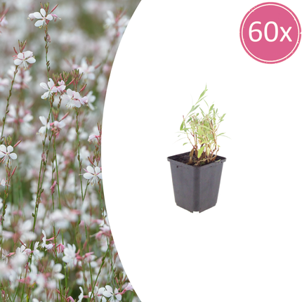 Prachtkaars - Gaura lindheimeri - ↕10-25cm - Ø9cm - 60x