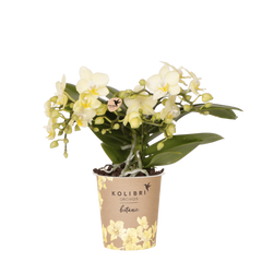 Collection image for: Żółta orchidea