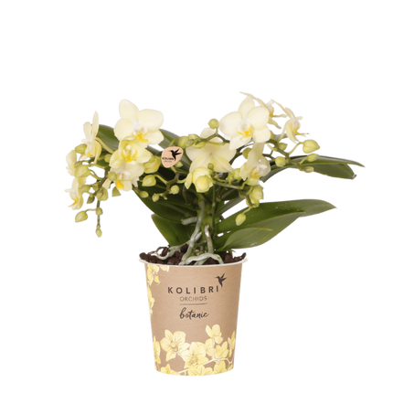 Kolibri Orchids | Gele Phalaenopsis orchidee - Botanic Geel - bloeiende kamerplant - vers van de kweker - Ø9cm