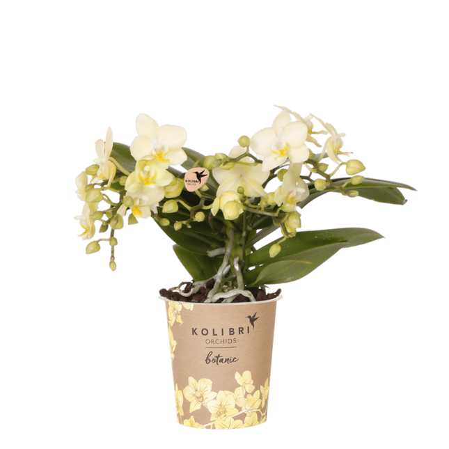 Kolibri Orchids | Gele Phalaenopsis orchidee - Botanic Geel - bloeiende kamerplant - vers van de kweker - Ø9cm