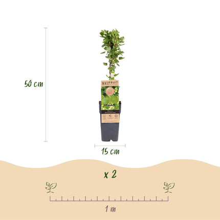 Ribes uva-crispa Hinnonmäki Grün - Kruisbes - Winterhard - Groene Bes - 2 Planten - Pot 15cm - Hoogte 50cm