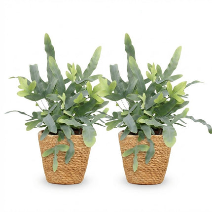 Phlebodium aureum Blå Stjerne - Blå Bregne - med Kurv - ↕25cm - Ø12cm - 2x