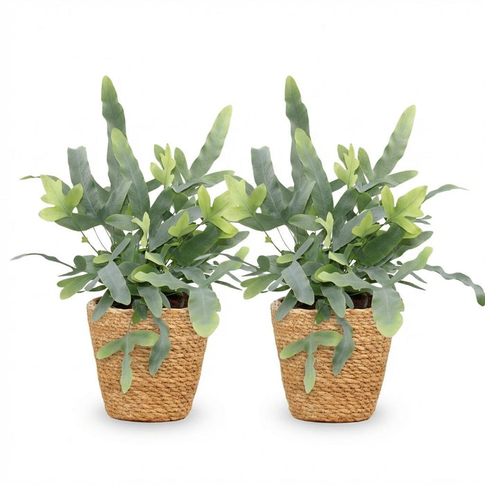 Phlebodium aureum Blue Star - Blauwe Varen - met Mand - ↕25cm - Ø12cm - 2x