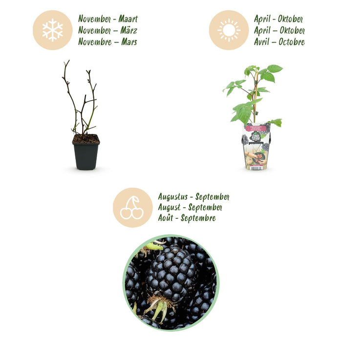 Torneløse brombær - Rubus Sort Satin - Ø9cm - 6x