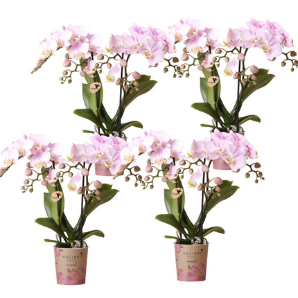 Lot de 4 orchidées Phalaenopsis roses - Portugal - Ø9cm | plante d'intérieur fleurie