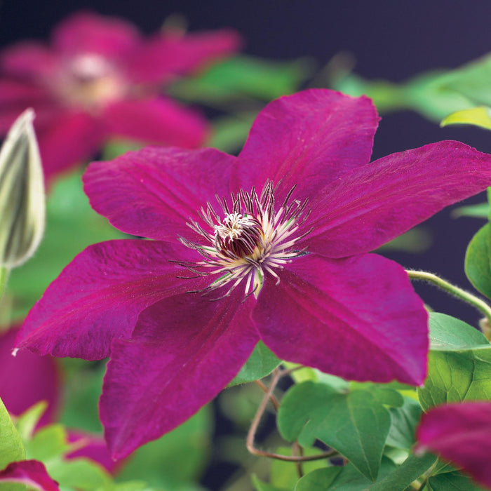 Clematis Westerplatte - Bosrank - Bloem Rood - ↕40cm - Ø11cm - 2x