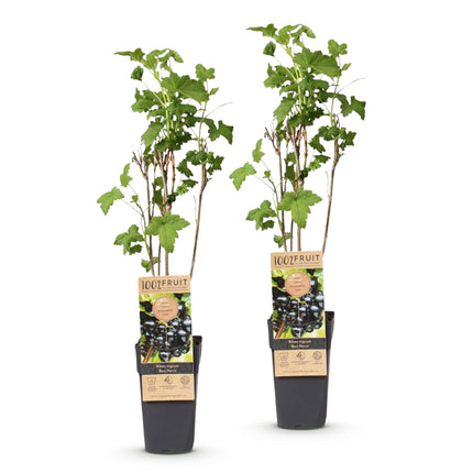 Ribes nigrum Ben Nevis - Bessenplant - Zwarte Bes - ↕50cm - Ø15cm - 2x