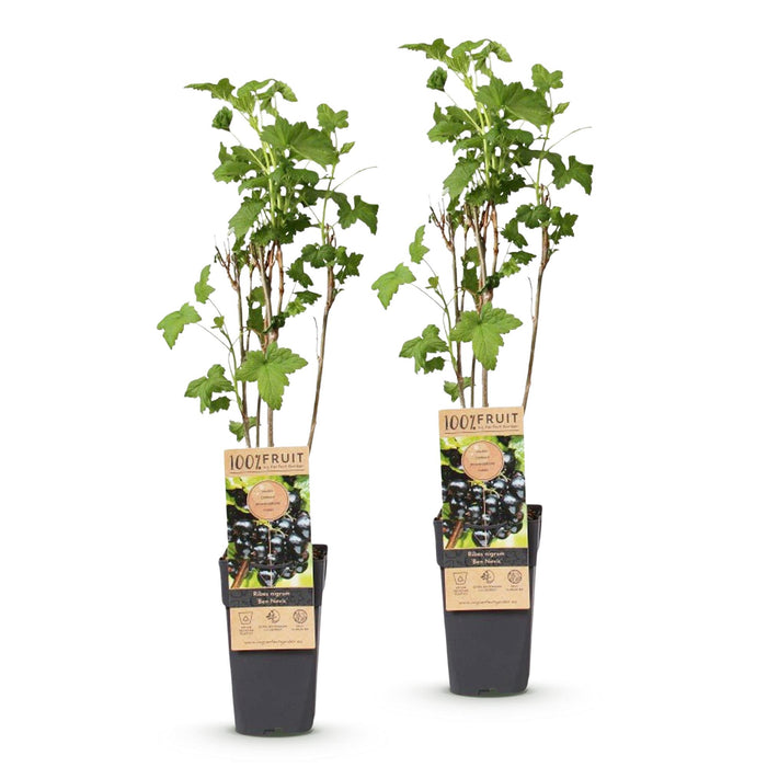 Ribes nigrum Ben Nevis - Bessenplant - Zwarte Bes - ↕50cm - Ø15cm - 2x
