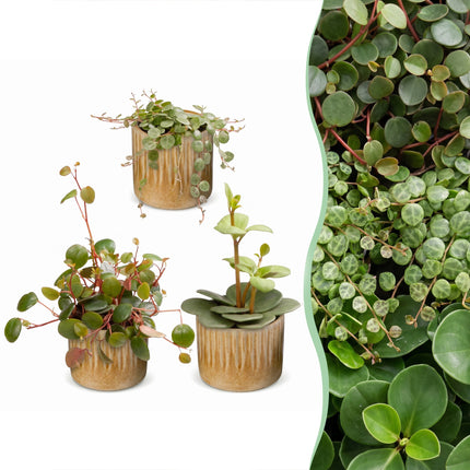 Baby Peperomia Mix 3x - Groen - Rood - Tropisch - incl. Linnea Honey - Ø6cm - ↕5-15cm
