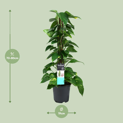 Scindapsus - Epipremnum - ↕80cm - Ø19cm
