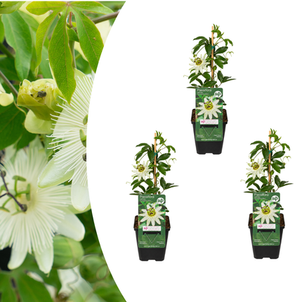 Passiflora caerulea ‘Constance Elliott’ 3x – P9 pot – elegante wit bloeiende passiebloem