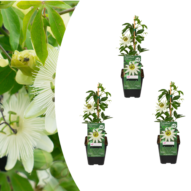 Passiflora caerulea ‘Constance Elliott’ 3x – P9 pot – elegante wit bloeiende passiebloem