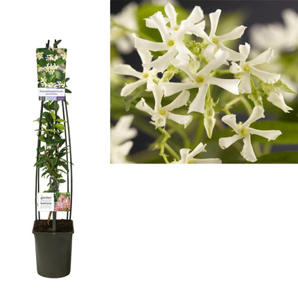 Trachelospermum Jasminoides + etiqueta de luz - ↕115cm - Ø23cm