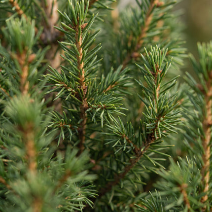 4x Picea glauca Conica - Kegelspar - Groen - Kerstboom - Ø13cm - ↕45cm