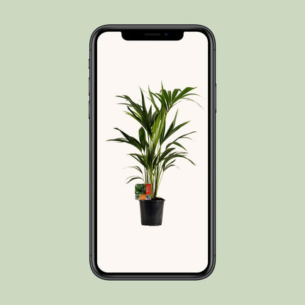 Howea Forsteriana - Kentia Palm - ↕100cm - Ø19cm