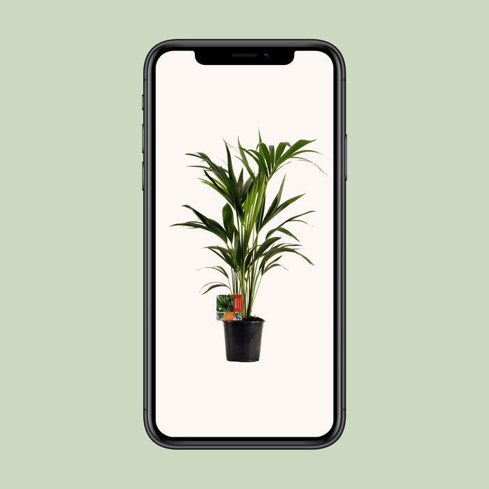 Howea Forsteriana - Kentia Palm - ↕100cm - Ø19cm