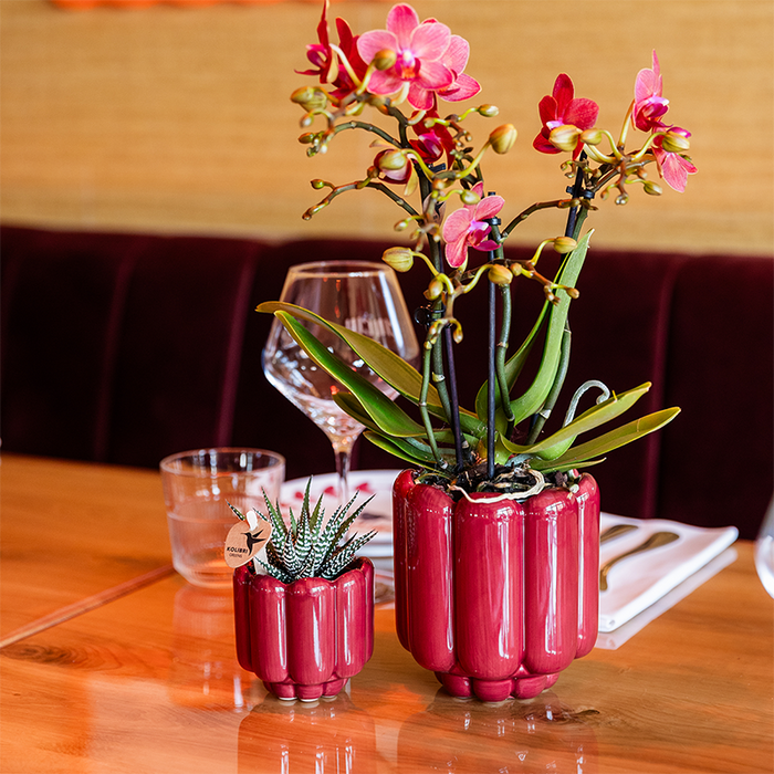 Kolibri Orchids | Rode Congo orchidee + Retro rood sierpot – potmaat Ø9cm | bloeiende kamerplant – vers van de kweker