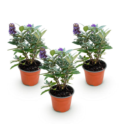 Buddleja davidii Butterfly Candy Little Lila - Arbusto delle farfalle - Compatto - Lillà - ↕20-25cm - Ø12cm - 3x