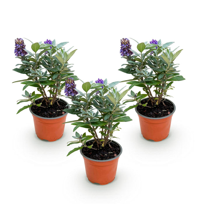 Buddleja davidii Sommerfuglebusk Lille Lila - Sommerfuglebusk - Kompakt - Syren - ↕20-25cm - Ø12cm - 3x