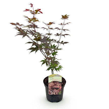 Klon palmowy - Acer palmatum Atropurpureum - fioletowy - ↕70cm - Ø19cm