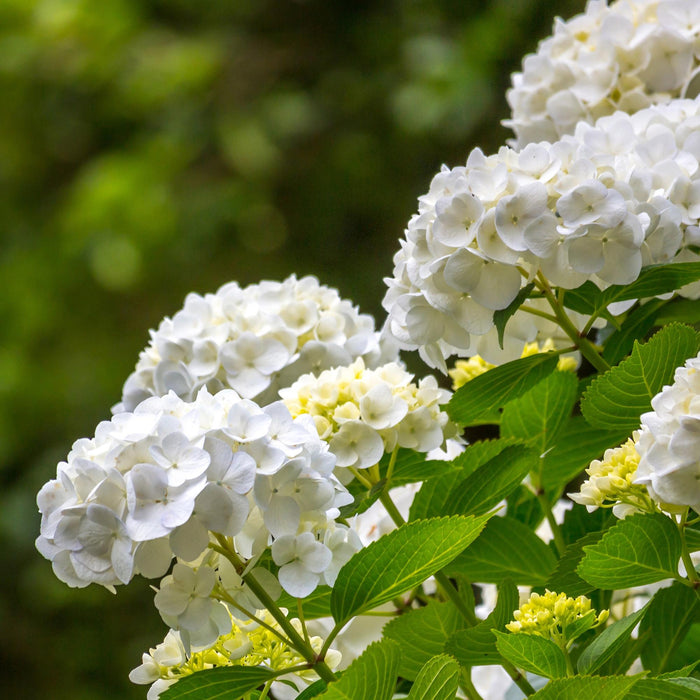 Hortensia - Hydrangea macrophylla Wit - Bloem Wit - 3 Planten - 1 m2 - Bladverliezend - Weinig Onderhoud - Pot 17cm Hoogte 30cm