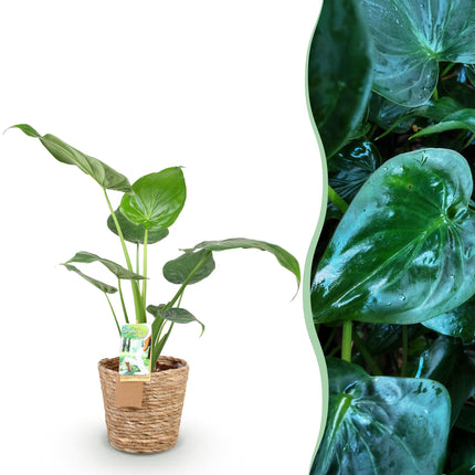 Alocasia Cucullata - Buddha's Hand - with basket - ↕60-65cm - Ø17cm